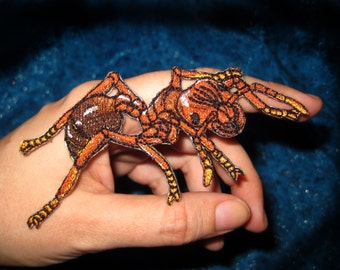 Formiga de fogo fireant Solenopsis invicta Aplique de ferro em patch