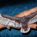 Turkey Vulture buzzard Bird Iron on Patch Cathartes aura