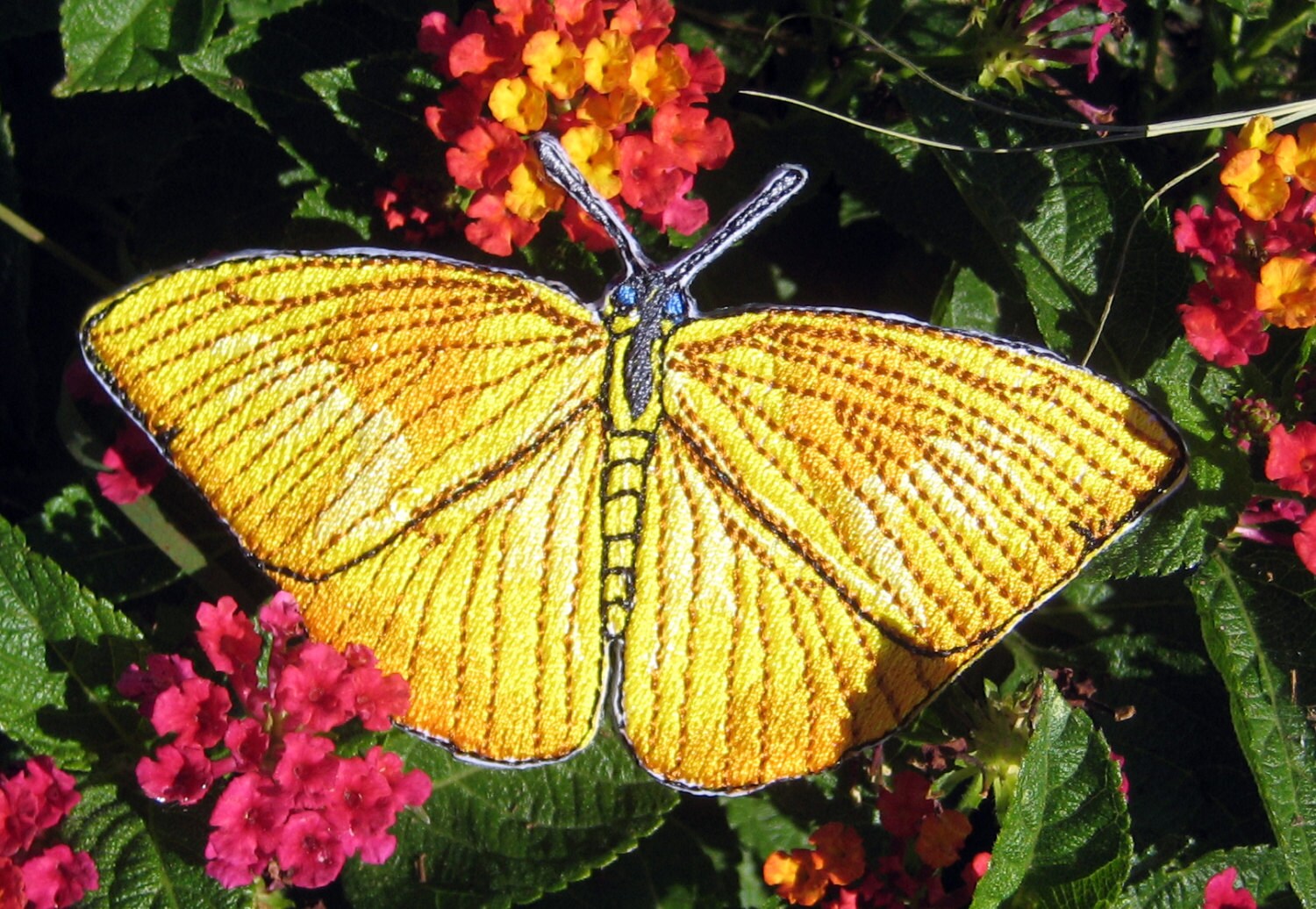 Yellow Banded Sulfur Butterfly Iron on Patch Applique Papilio Etsy