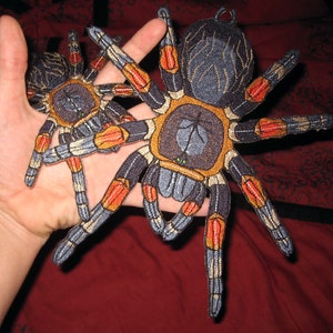 Riesige mexikanische rote Knie Tarantula Brachypelma smithii Spider Jacke zurück Eisen auf Patch