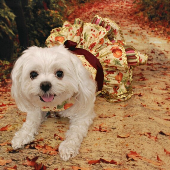 Dog Dress, Custom Made for Independence Day, Summer or Fall: Knit Ruffle Dress Features a White Stars on Red print knit fabric Dog Dress, Custom Made for Independence Day, Summer or Fall: Knit Ruffle Dress Features a White Stars on Red print knit fabric
