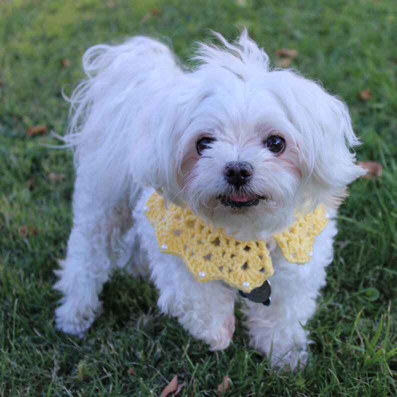 Made to Order Dog Fashion Accessory Featuring a Crochet Lace Collar with Faux Pear Beading Reversible Custom Made Pet Bandanna for Dogs