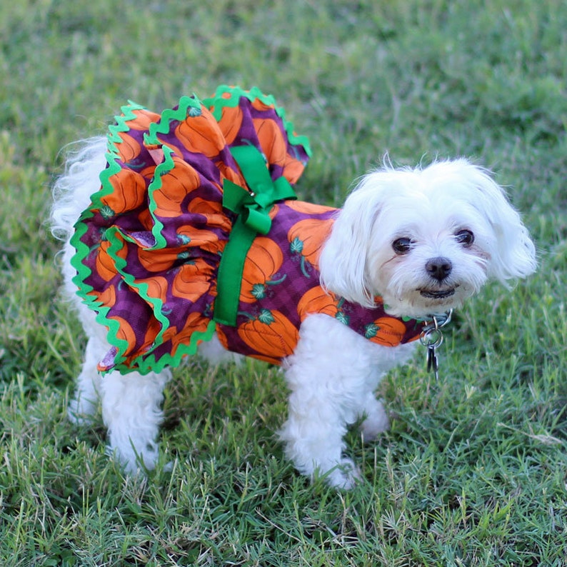 Dog Dress Features an Orange Pumpkin Print on Purple Background Custom Made Dog Harness Dress for Fall or Thanksgiving