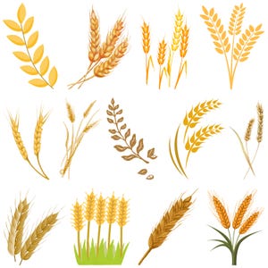 WHEAT SVG Bundle, Wheat Cut Files For Cricut, Wheat Vector, Grain SVG, Wheat Silhouette, Wheat Cricut, Crop Farm Produce