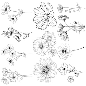 Peut inclure: Un dessin au trait noir et blanc de différentes fleurs de cosmos. Les fleurs sont dessinées dans un style simple et élégant, avec des pétales et des tiges délicats.