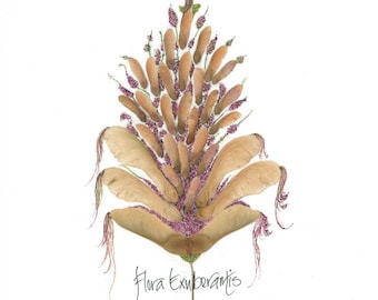 Flora exuberantis--botanical style print with calligraphy and "helicopter" seeds from maple tree