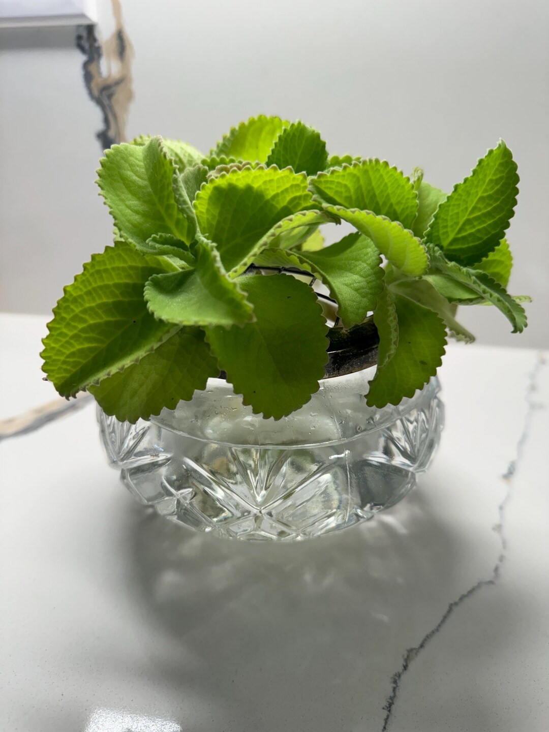 2 Live Cuban Oregano Plants - Mexican Mint - Well Rooted 6-8" Bare Roots