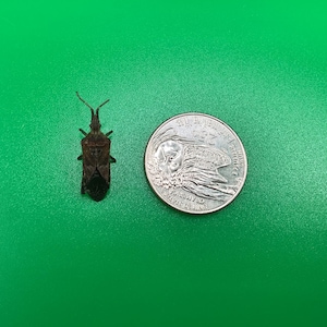 May include: A brown insect with long antennae and a segmented body is next to a US quarter coin on a green surface. The coin features a profile of a person and the words "Quarter Dollar".