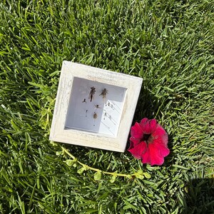 May include: A square, white-washed wooden frame containing a collection of small, preserved insects mounted on a white background, accompanied by a single, vibrant deep red petunia flower with a dark center, positioned next to the frame.