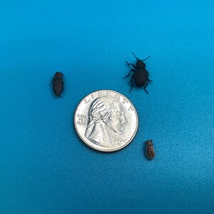 May include: A silver-colored United States quarter coin with a diameter of 0.955 inches, positioned alongside three small, dark-colored insects of varying sizes, all set against a solid, bright blue background.