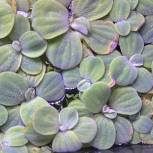 Water Lettuce!