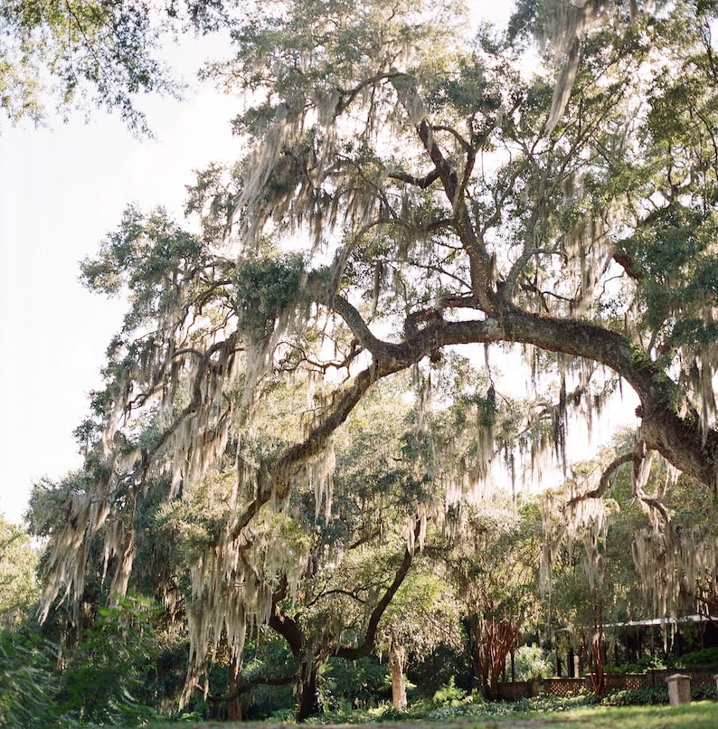 Charleston South Carolina Middleton Plantation Live Oak Tree Digital