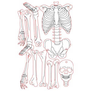 Human Skeleton SVG DXF Files for Laser Cut & Engrave | Plywood Skeleton Model Template | CNC Glowforge xTool LightBurn Design image 3