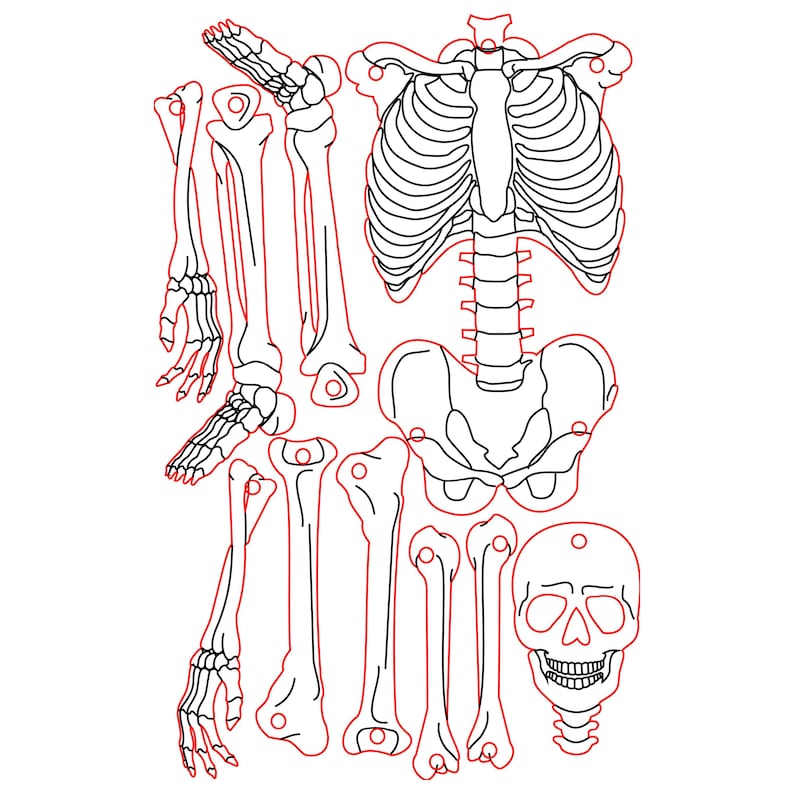 Human Skeleton SVG DXF Files for Laser Cut & Engrave | Plywood Skeleton Model Template | CNC Glowforge xTool LightBurn Design image 3