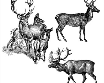 May include: Black and white illustration of several deer. One group of deer is standing in a grassy area, while the other two deer are standing alone. The deer have large antlers and are facing different directions.