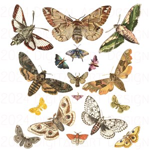 May include: A collection of vintage illustrations of various moths and butterflies. The insects are depicted in a variety of colors, including brown, green, yellow, and white. Some of the moths have intricate patterns on their wings.