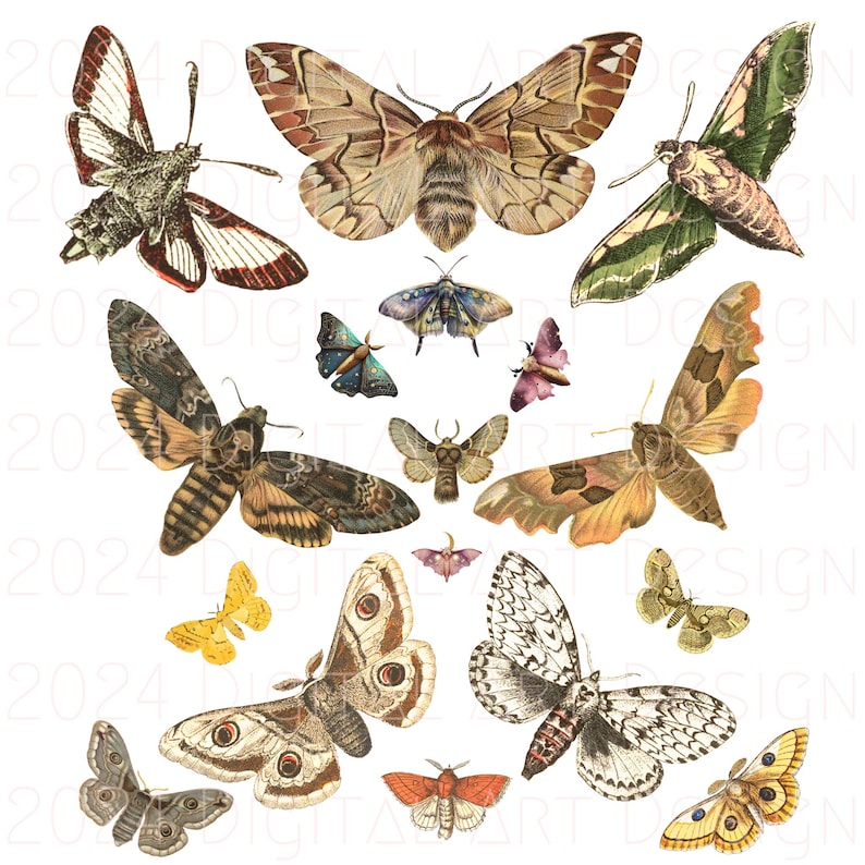 May include: A collection of vintage illustrations of various moths and butterflies. The insects are depicted in a variety of colors, including brown, green, yellow, and white. Some of the moths have intricate patterns on their wings.