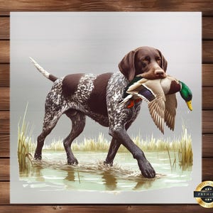 Puede incluir: Un perro Braco Alem&aacute;n de Pelo Corto marr&oacute;n y blanco con la nariz negra y los ojos marrones est&aacute; recuperando un pato silvestre verde y marr&oacute;n. El perro est&aacute; de pie en un cuerpo de agua poco profundo con hierba verde y juncos en el fondo.
