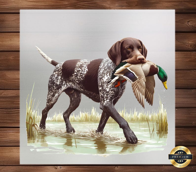 Puede incluir: Un perro Braco Alem&aacute;n de Pelo Corto marr&oacute;n y blanco con la nariz negra y los ojos marrones est&aacute; recuperando un pato silvestre verde y marr&oacute;n. El perro est&aacute; de pie en un cuerpo de agua poco profundo con hierba verde y juncos en el fondo.