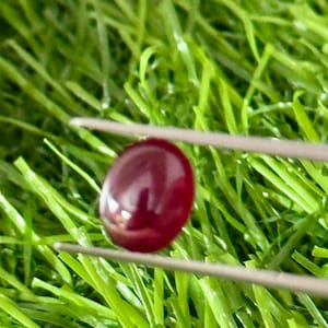 Op de afbeelding: Een gepolijste, ovaalvormige, dieprode edelsteen wordt door een pincet vastgehouden tegen een achtergrond van groen gras. De edelsteen heeft een glad, reflecterend oppervlak, dat zijn rijke kleur en helderheid laat zien. De pincet is zilver.