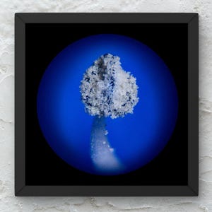 May include: A framed print featuring a macro photograph of a white, crystalline mineral formation against a vibrant blue background. The mineral cluster is centered within a circular shape, set against a black backdrop.