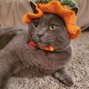 May include: A grey cat wearing a crocheted orange pumpkin hat with a green stem and leaf detail on top. The hat features a wide, ruffled brim and a matching orange crocheted collar that secures around the neck with a small pink heart-shaped tag.