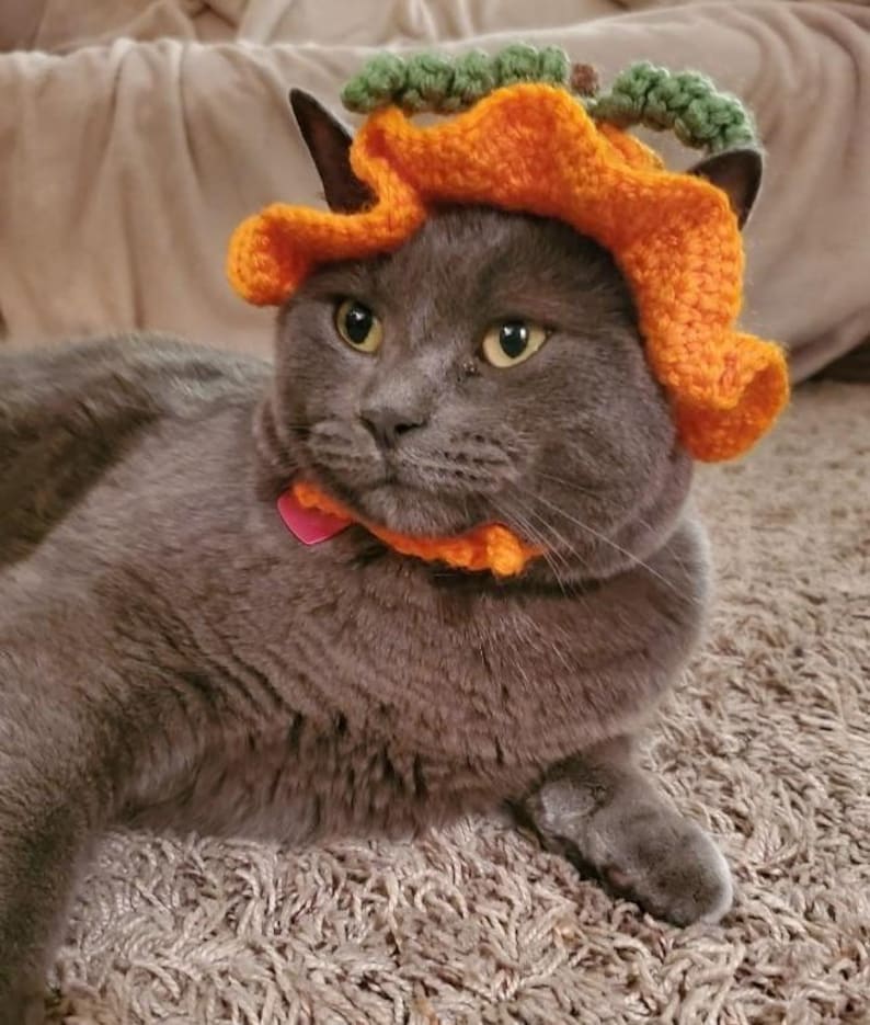May include: A grey cat wearing a crocheted orange pumpkin hat with a green stem and leaf detail on top. The hat features a wide, ruffled brim and a matching orange crocheted collar that secures around the neck with a small pink heart-shaped tag.