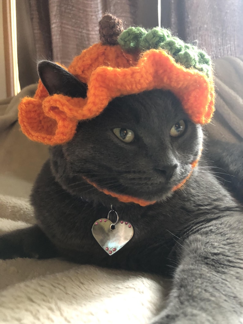 May include: A grey cat wearing a crocheted orange pumpkin hat with a brown stem and green leaves. The hat features a ruffled brim and a chin strap. The cat also wears a silver heart-shaped pet tag with small pink accents on a collar.