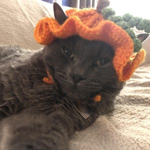 May include: A grey cat wearing a crocheted orange pumpkin hat with a ruffled brim and green textured leaves on top. The hat features small orange ties that hang down near the cat's neck, and the cat has a silver metal tag on its collar.