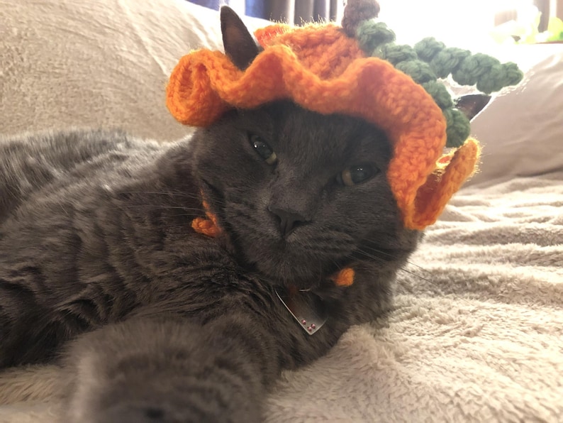 May include: A grey cat wearing a crocheted orange pumpkin hat with a ruffled brim and green textured leaves on top. The hat features small orange ties that hang down near the cat's neck, and the cat has a silver metal tag on its collar.