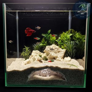 K&ouml;nnte beinhalten: Ein klares Glasaquarium mit schwarzem Hintergrund, in dem sich mehrere kleine Fische und Wasserpflanzen befinden. Das Becken hat einen Sandgrund, dekorative Steine und eine geformte Figur. Ein leuchtend roter Kampffisch ist zu sehen.