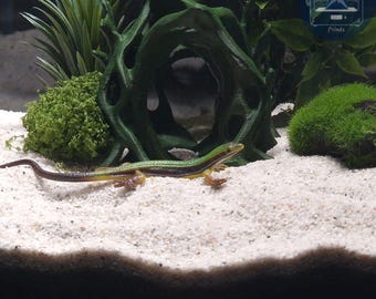 Cueva de túnel Aquascape: Arco de terrario para acuario impreso en 3D para peces, camarones y reptiles (decoración estilo bosque natural) y adorno de paisaje duro para tanque.
