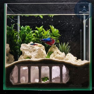 May include: A square glass aquarium with a vibrant betta fish. The tank features a decorative underwater scene with white rocks, green plants, and a miniature Roman-style structure. The betta fish has blue and red fins.