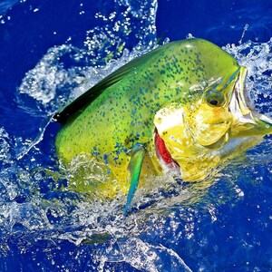 May include: A vibrant image of a mahi-mahi fish leaping out of the water. The fish has a bright green back with yellow spots, a yellow head, and a red throat. Water splashes around the fish against a deep blue background.