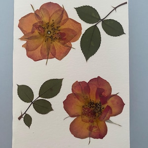 Tarjeta de felicitación hecha a mano - Flores prensadas reales - Rosas naranjas