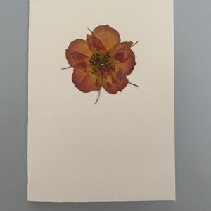 Tarjeta de felicitación hecha a mano - flores prensadas reales - rosa naranja