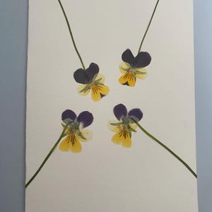 Pressed Flower Card - 4 Violas  - Birthday - Thank you -  Sympathy - real flowers!
