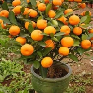 20 Mandarin Orange Tree Seeds – Citrus reticulata Indoor or Outdoor Plant