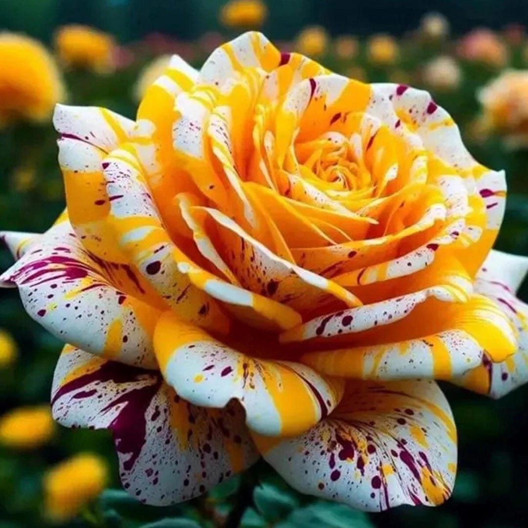 Mixed Color Rose Seeds – 100 Rare Exotic Garden Flower Pack - Etsy