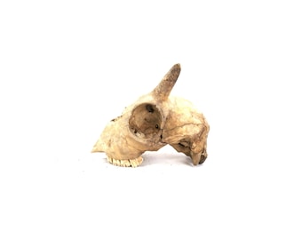 Found Animal Skull Bone Decor Animal Shelf Display Photo Prop / Small Goat Head with Horns
