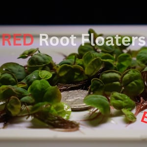 Red Root Floaters - B2G1 - 50 Leaves