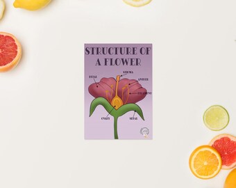 Flower Anatomy Poster | Kids Science Learning, Classroom Art