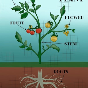 Printable Plant Structure Diagram | Educational Plant Anatomy Digital Download | Kids Science Learning