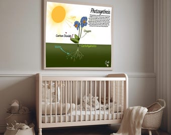 Diagrama de fotosíntesis imprimible con 25 % de descuento / Descarga educativa digital / Aprendizaje de ciencias para niños