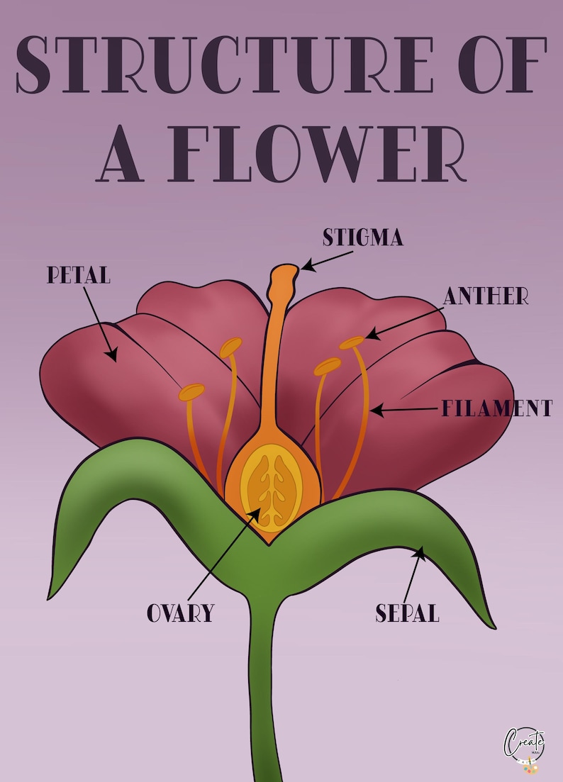 Printable Flower Structure Diagram | Educational Plant Anatomy Digital
