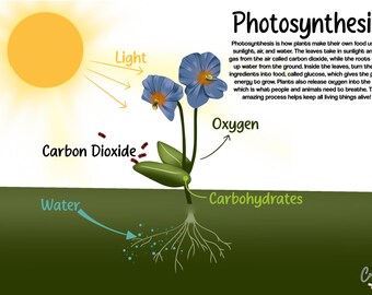Life Cycle Poster Bundle – Educational Science Prints (Digital Download)