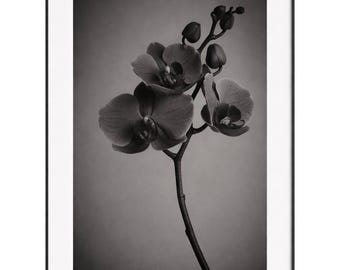 ミニマリストボタニカルファインアートプリント - 花の写真ウォールアート - ニュートラルジャパンディデコレーション - 限定版アーカイブピグメントプリント - 蘭