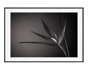 ミニマリストボタニカルファインアートプリント - 花の写真ウォールアート - ニュートラルジャパンディデコレーション - 限定版アーカイブピグメントプリント