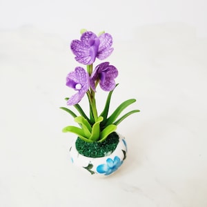 May include: A small potted purple orchid plant with green leaves in a white ceramic pot with blue floral designs.