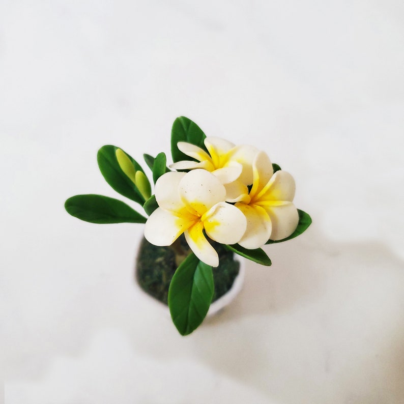 1 PLUMERIA Miniature Flower_Handmade flower, long lasting,ceramic pot, Pink White Yellow Purple HAWAIIAN Flower image 4